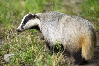 European badger (Meles meles) standing in the grass, Hesse, Germany