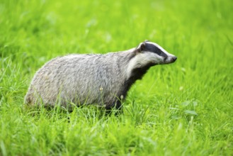 European badger (Meles meles) standing in the grass, Hesse, Germany