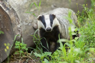 European badger (Meles meles) walking through the grass, Hesse, Germany