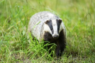 European badger (Meles meles) walking through the grass, Hesse, Germany