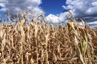 Corn field dried up and only low grown, small corn cobs, due to the summer drought, drought, east