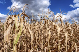 Corn field dried up and only low grown, small corn cobs, due to the summer drought, drought, east