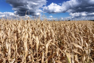 Corn field dried up and only low grown, small corn cobs, due to the summer drought, drought, east