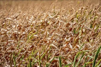 Corn field dried up and only low grown, small corn cobs, due to the summer drought, drought, east