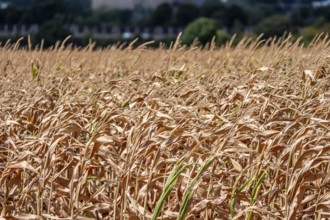 Corn field dried up and only low grown, small corn cobs, due to the summer drought, drought, east