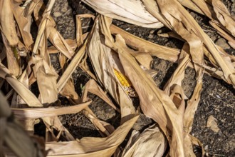 Corn field dried up and only low grown, small corn cobs, due to the summer drought, drought, east