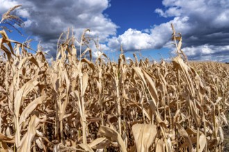 Corn field dried up and only low grown, small corn cobs, due to the summer drought, drought, east