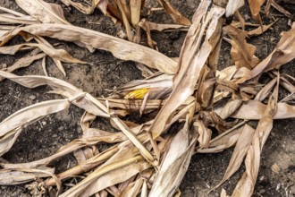 Corn field dried up and only low grown, small corn cobs, due to the summer drought, drought, east