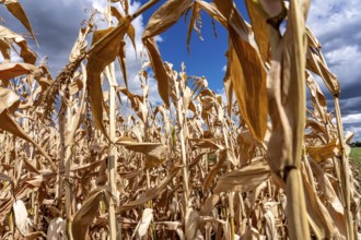 Corn field dried up and only low grown, small corn cobs, due to the summer drought, drought, east
