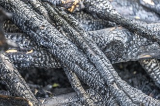 Burnt, scorched tree trunks, vegetation fire, charred, structures, black