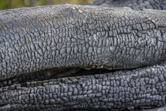 Burnt, scorched tree trunks, vegetation fire, charred, structures, black