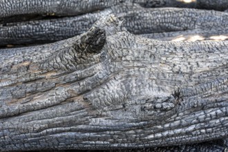 Burnt, scorched tree trunks, vegetation fire, charred, structures, black