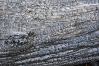 Burnt, scorched tree trunks, vegetation fire, charred, structures, black