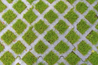 Lawn pavers, made of concrete, instead of completely sealing an area with paving stones, concrete