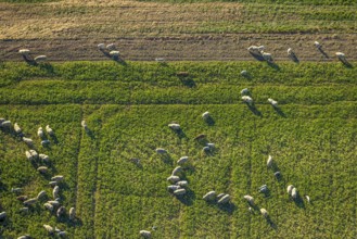 Aerial view, grazing sheep on a green pasture, Olfen-Kirchspiel, Olfen, Münsterland, North
