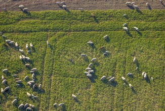 Aerial view, grazing sheep on a green pasture, Olfen-Kirchspiel, Olfen, Münsterland, North