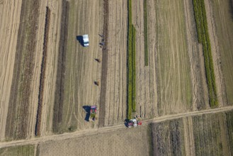 Aerial view, agricultural field work with tractor and manual labour, Würdinghausen, Kirchhundem,
