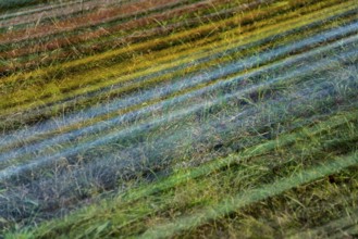 The installation Wind Carpet by Kotoaki Asano, 12th international wind art festival 2025, landscape