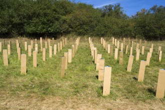 The Installation AUFFORSTUNG, REFORESTATION by Matthias Block, 12th international wind art festival