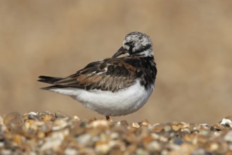 Ruddy turnstone (Arenaria interpres) adult male wading bird preening on a shingle beach, England,