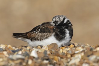 Ruddy turnstone (Arenaria interpres) adult male wading bird resting on a shingle beach, England,