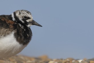 Ruddy turnstone (Arenaria interpres) adult male wading bird on a shingle beach, England, United