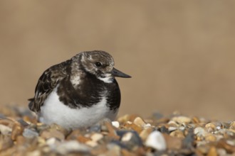 Ruddy turnstone (Arenaria interpres) adult female wading bird resting on a shingle beach, England,