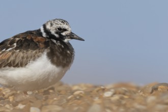 Ruddy turnstone (Arenaria interpres) adult male wading bird on a shingle beach, England, United
