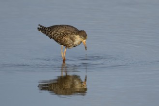 Ruff (Philomachus pugnax) adult wading bird in summer plumage feeding in a shallow lagoon, England,