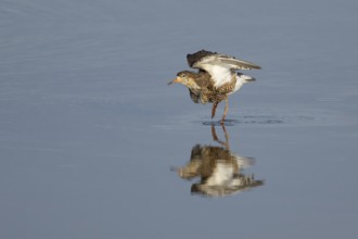 Ruff (Philomachus pugnax) adult wading bird in summer plumage stretching its wings in a shallow