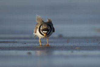 Ringed plover (Charadrius hiaticula) adult wading bird feeding on a worm on a beach, England,