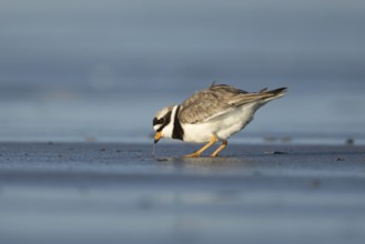 Ringed plover (Charadrius hiaticula) adult wading bird feeding on a worm on a beach, England,