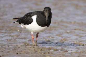 Eurasian oystercatcher (Haematopus ostralegus) adult wading bird on a mudflat, England, United
