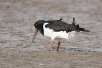 Eurasian oystercatcher (Haematopus ostralegus) adult wading bird feeding on a worm on a mudflat,