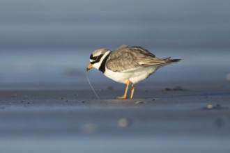 Ringed plover (Charadrius hiaticula) adult wading bird feeding on a worm on a beach, England,