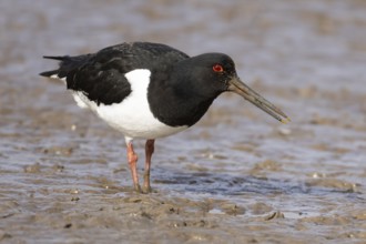 Eurasian oystercatcher (Haematopus ostralegus) adult wading bird on a mudflat, England, United