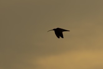 Eurasian curlew (Numenius arquata) silhouette of an adult wading bird flying at sunset, England,