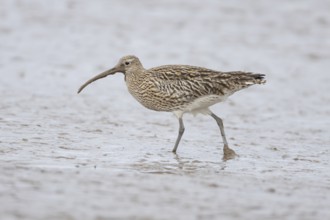 Eurasian curlew (Numenius arquata) adult wading bird on a mudflat, England, United Kingdom