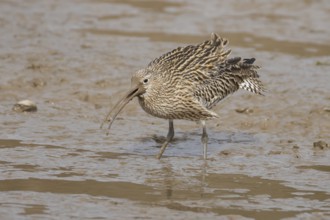 Eurasian curlew (Numenius arquata) adult wading bird calling on a mudflat, England, United Kingdom