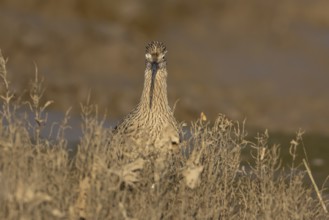 Eurasian curlew (Numenius arquata) adult wading bird on a saltmarsh, England, United Kingdom