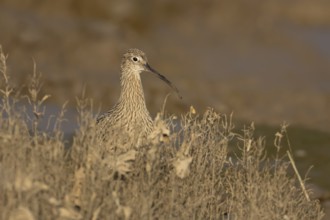 Eurasian curlew (Numenius arquata) adult wading bird on a saltmarsh, England, United Kingdom