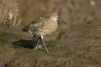 Eurasian curlew (Numenius arquata) adult wading bird on a mudflat, England, United Kingdom