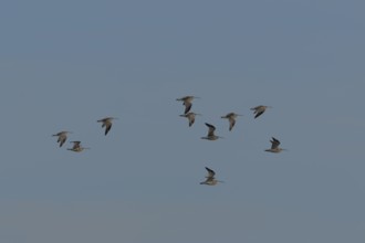 Eurasian curlew (Numenius arquata) ten adult wading birds flying in a flock, England, United