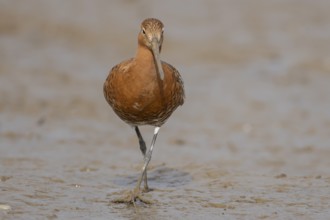 Black tailed godwit (Limosa limosa) adult male wading bird in summer plumage on a mudflat, England,