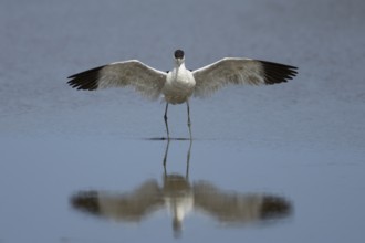 Pied avocet (Recurvirostra avosetta) adult wading bird stretching its wings in a shallow lagoon,