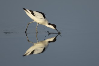 Pied avocet (Recurvirostra avosetta) adult wading bird feeding in a shallow lagoon, England, United