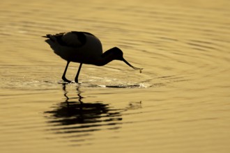 Pied avocet (Recurvirostra avosetta) silhouette of an adult wading bird feeding in a shallow lagoon