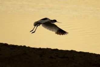 Pied avocet (Recurvirostra avosetta) adult wading bird taking off in flight from a shallow lagoon