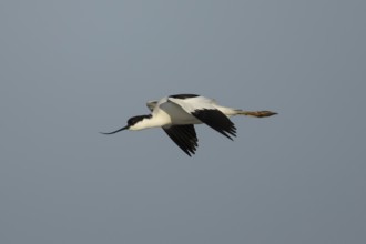 Pied avocet (Recurvirostra avosetta) adult wading bird flying, England, United Kingdom