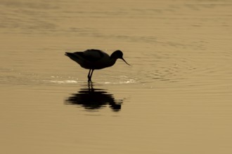 Pied avocet (Recurvirostra avosetta) silhouette of an adult wading bird in a shallow lagoon at